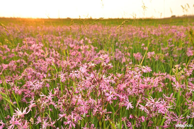 Echte koekoeksbloem in de Uitkerkse polders