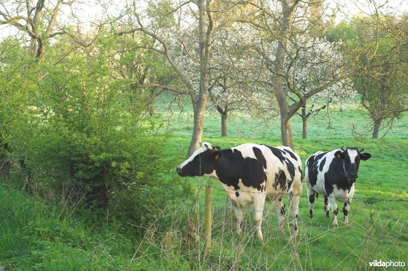 Boomgaard en vee in Grootloon