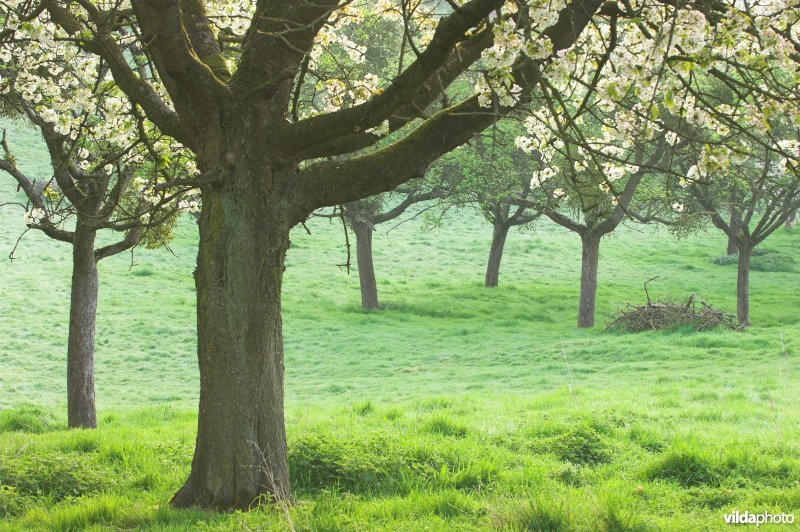 Boomgaard in Grootloon