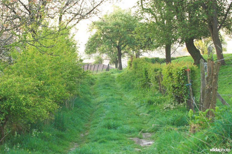 Boomgaard in Grootloon