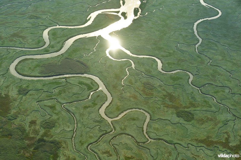 Het Verdronken land van Saeftinge