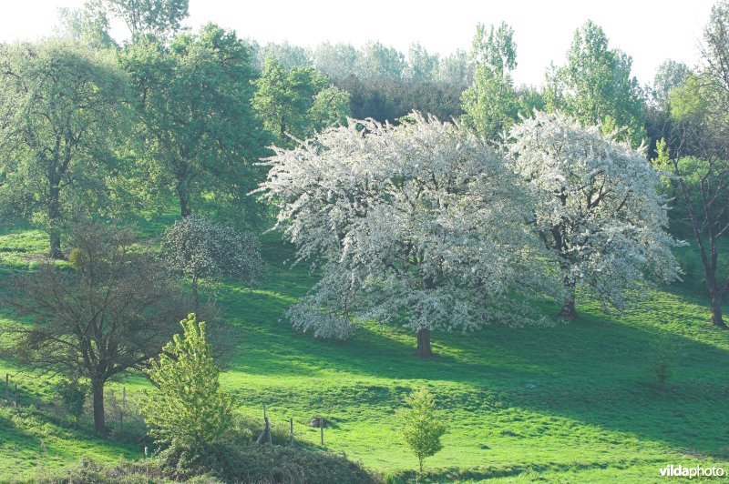 Natuurgebied Bollenberg in Grootloon