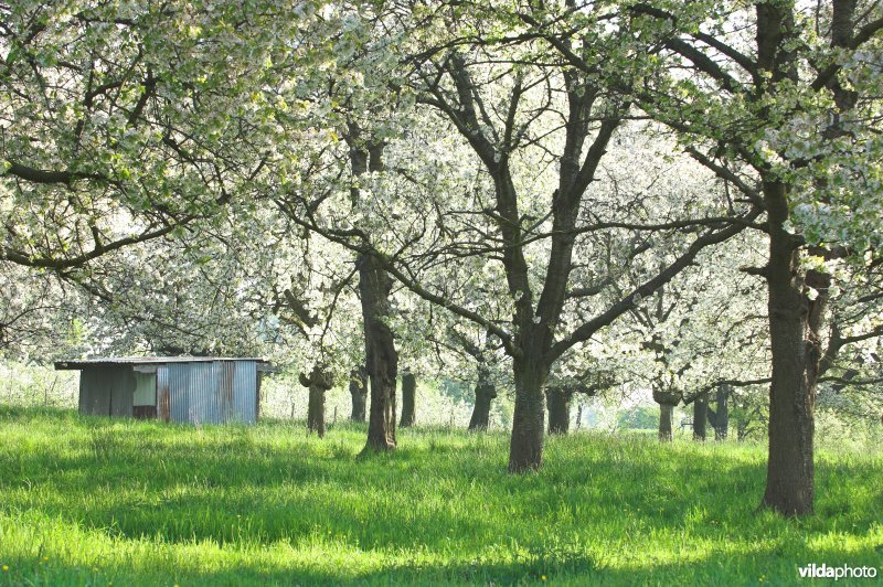 Bloeiende boomgaard in Borgloon