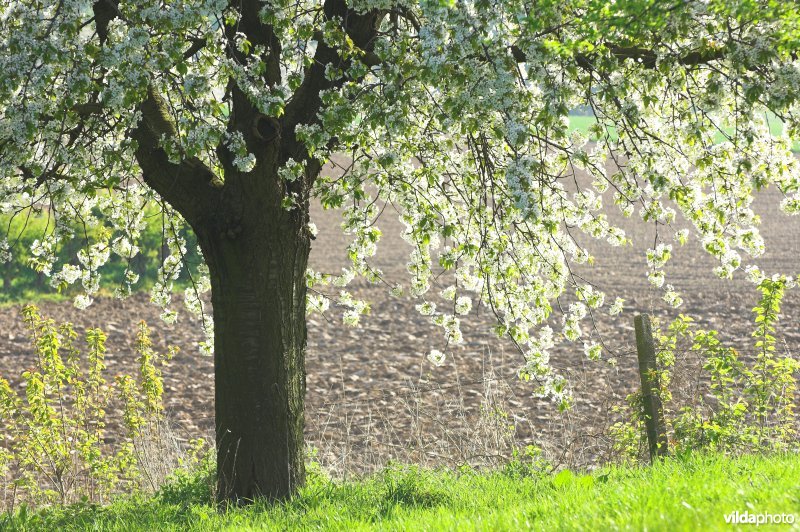 Bloeiende boomgaard in Borgloon