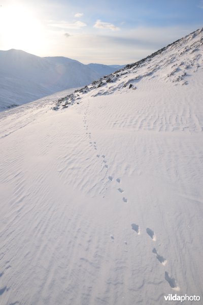 Sporen van Sneeuwhaas