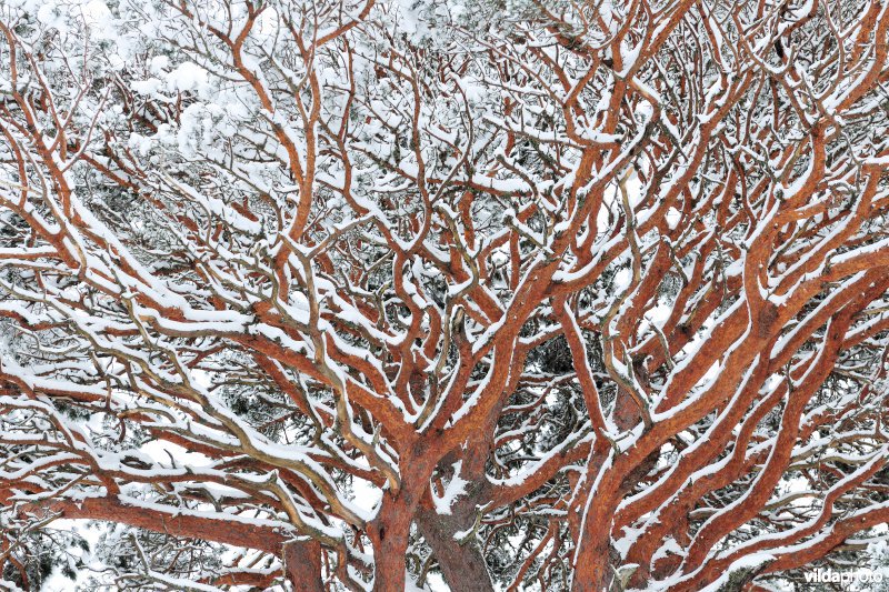 Oude besneeuwde Grove den