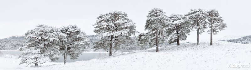 Grove dennen in de sneeuw