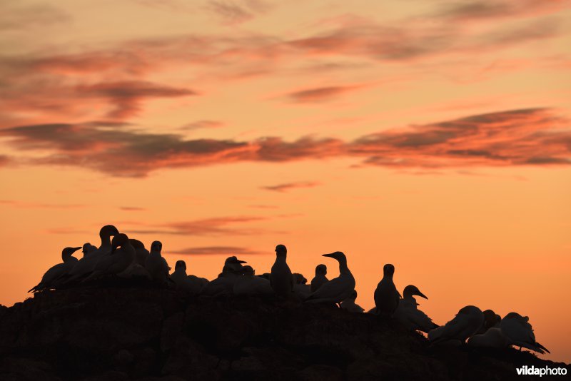 Kolonie van Jan-van-genten