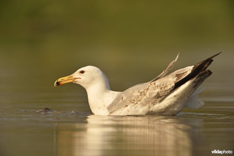 Pontische meeuw