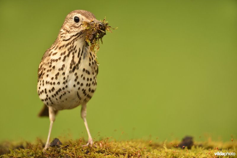 Zanglijster met nestmateriaal