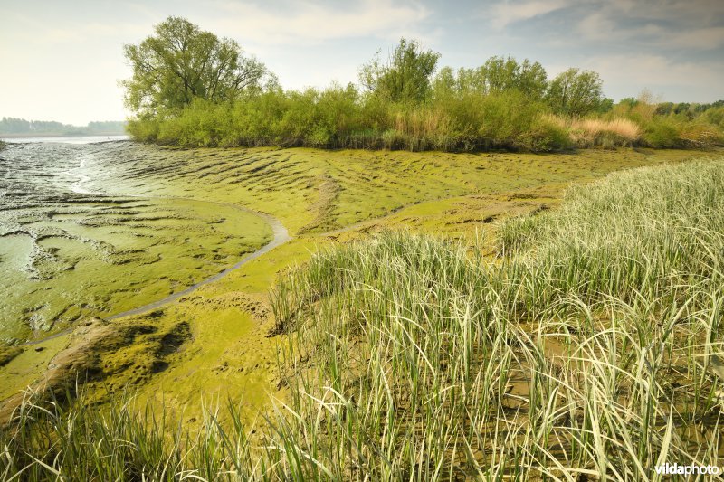 Scheldeschorren aan het Kijkverdriet