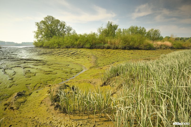 Scheldeschorren aan het Kijkverdriet