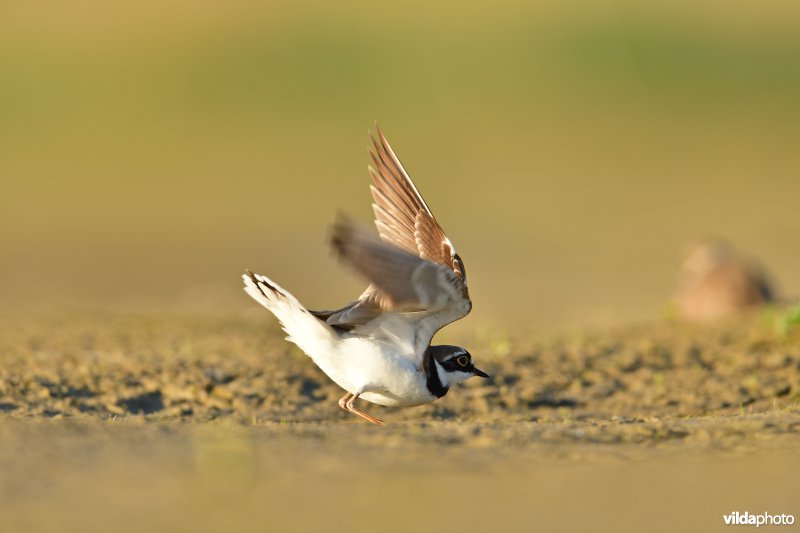 Baltsende Kleine plevier