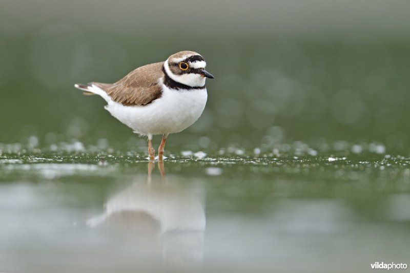 Kleine plevier