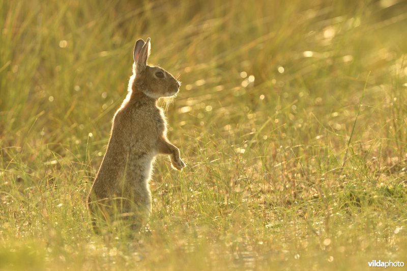 Wild konijn in de duinen