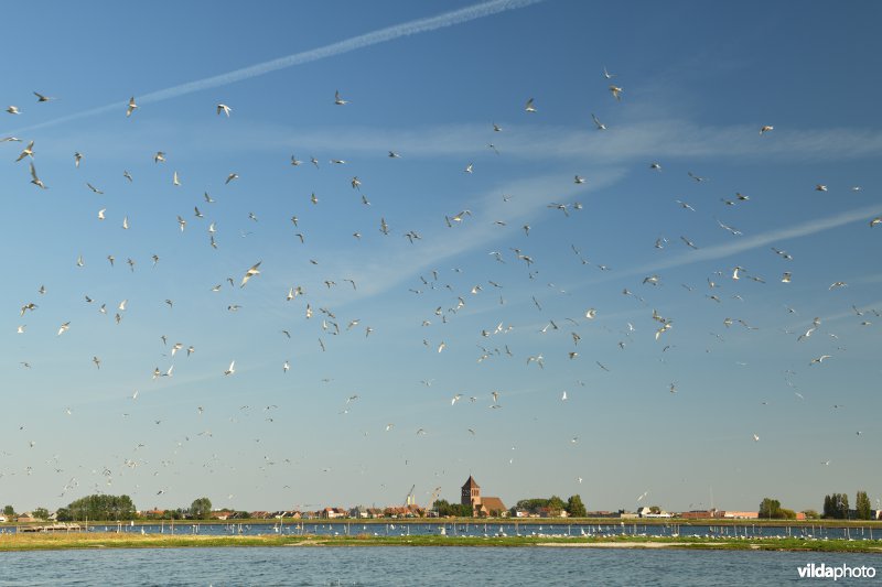 Visdievenkolonie op de Oostendse Spuikom