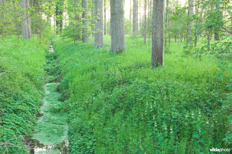Natuurgebied Hampveld langs de Herk