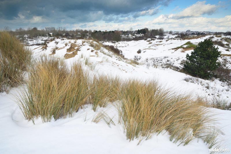 Plaatsduinen in de winter