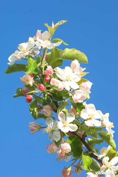 Bloesems van appelboom