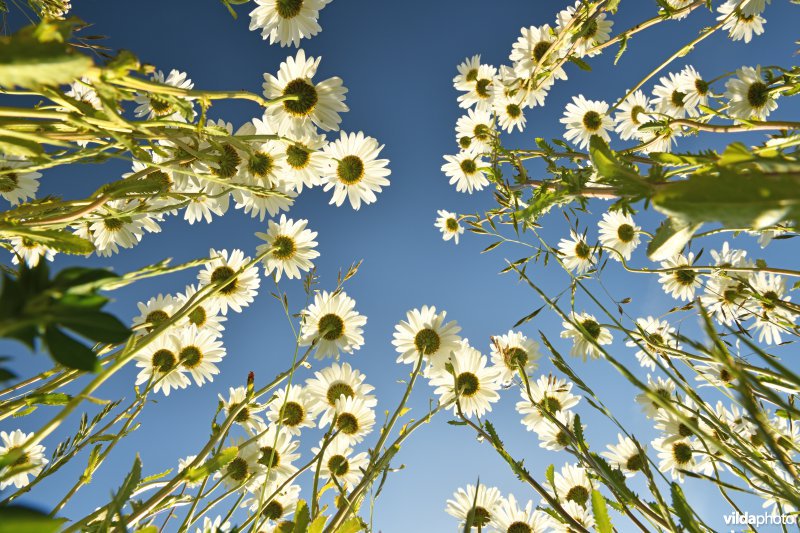 Gewone margrieten