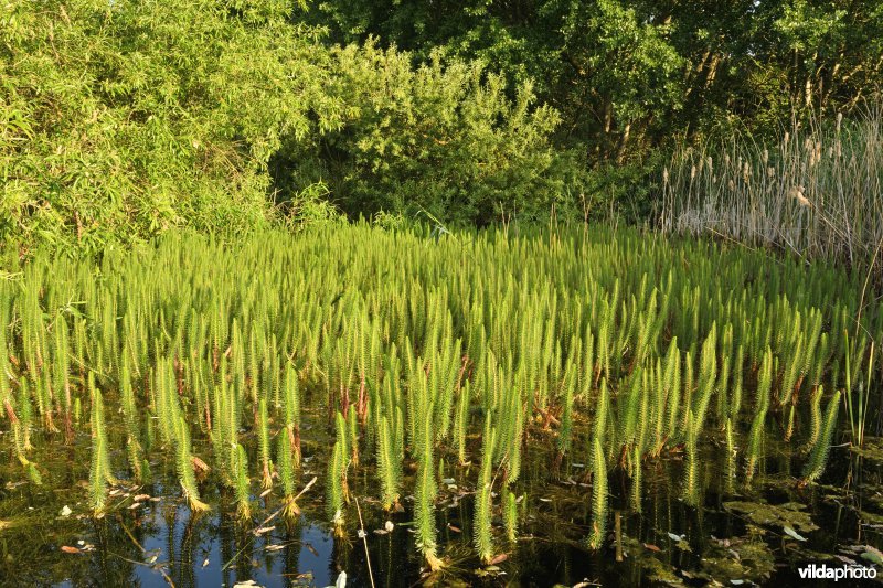 Lidsteng in de Fonteintjes
