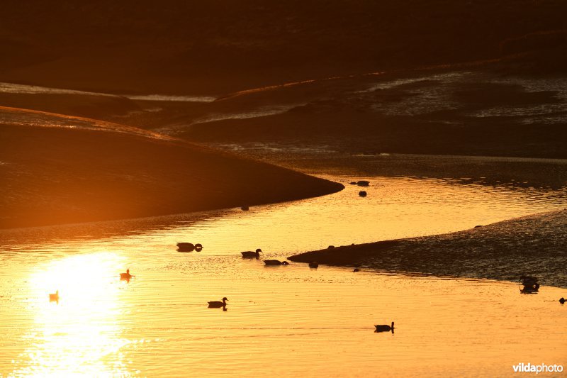 Bergeenden aan de Lombardsijdekreek