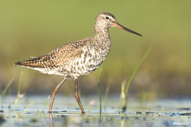 Zwarte ruiter in overgangskleed