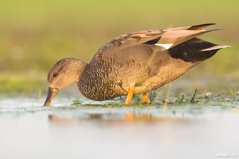 Slobberend mannetje Krakeend