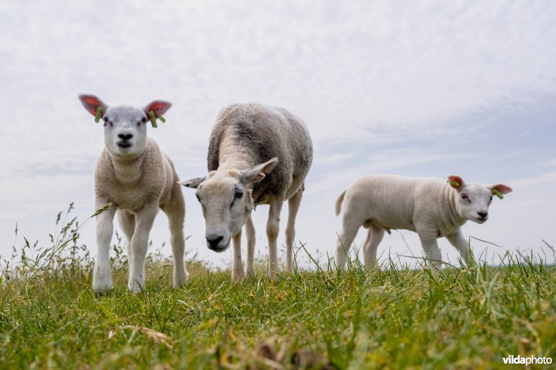 Schapen grazen op een dijk