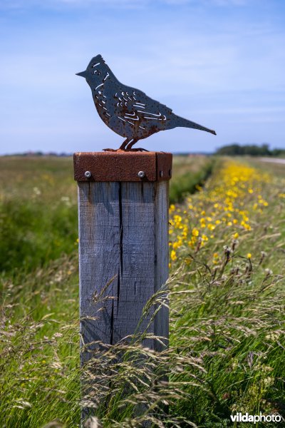IJzeren veldleeuwerik op Terschelling