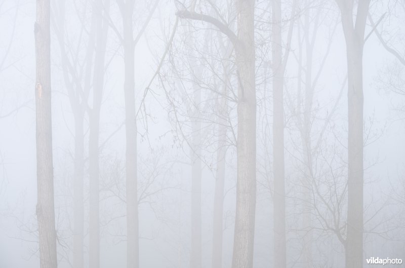 Bomen in de mist