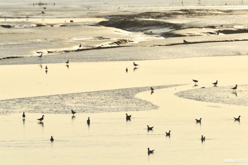 Zwinvlakte in de nieuwe uitbreiding