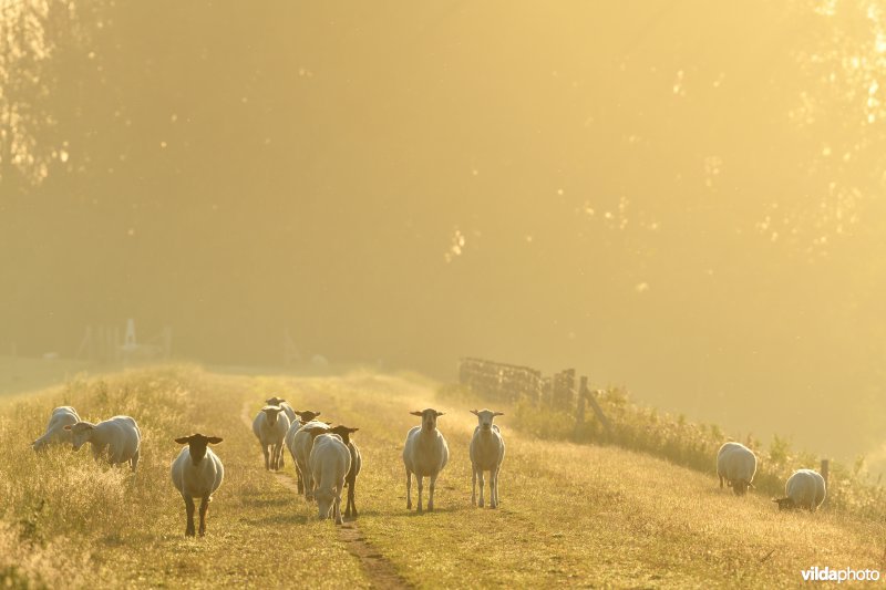 Dijkbegrazing door schapen in het Zwin