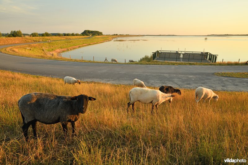 Dijkbegrazing door schapen in het Zwin