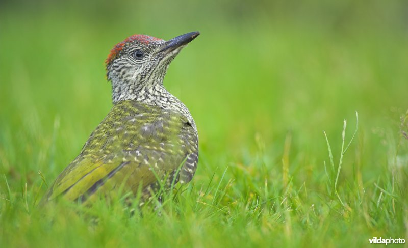 Groene specht op gazon