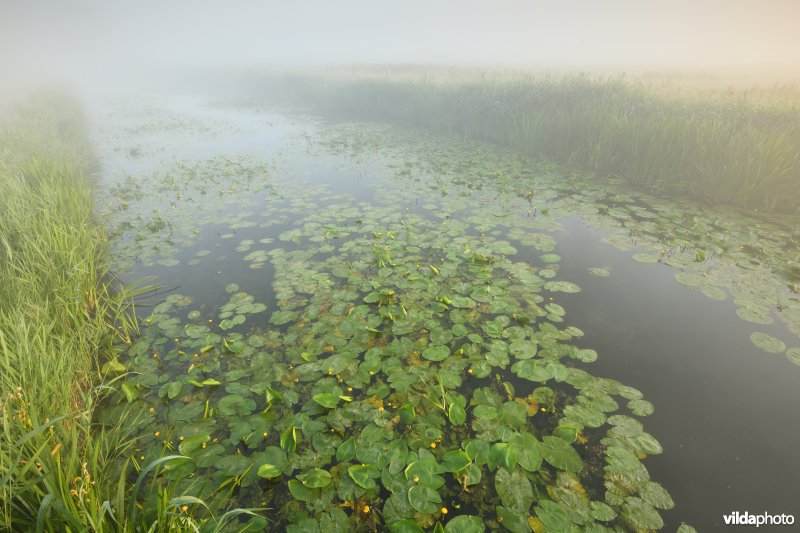Gele plomp in de Stenensluisvaart