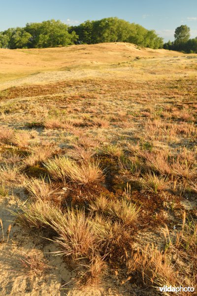 Buntgras in de Plaatsduinen