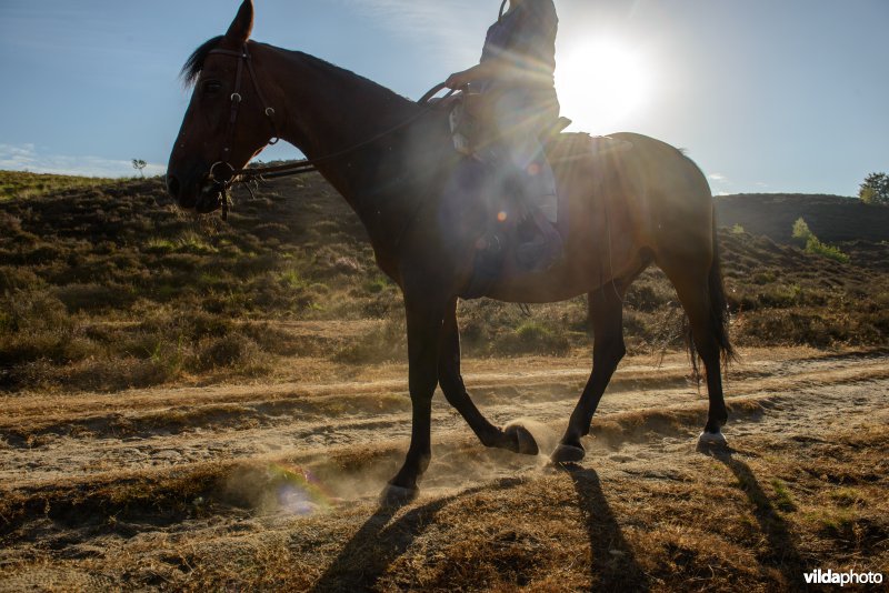 Ruiter op haar paard