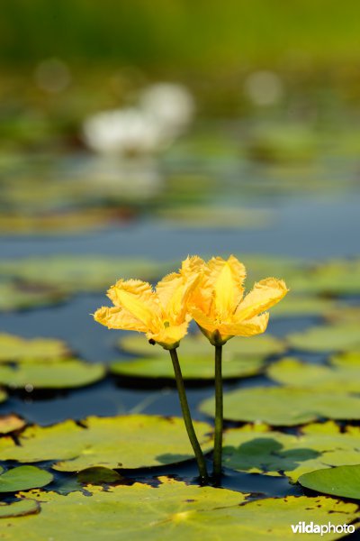 Bloeiende watergentiaan