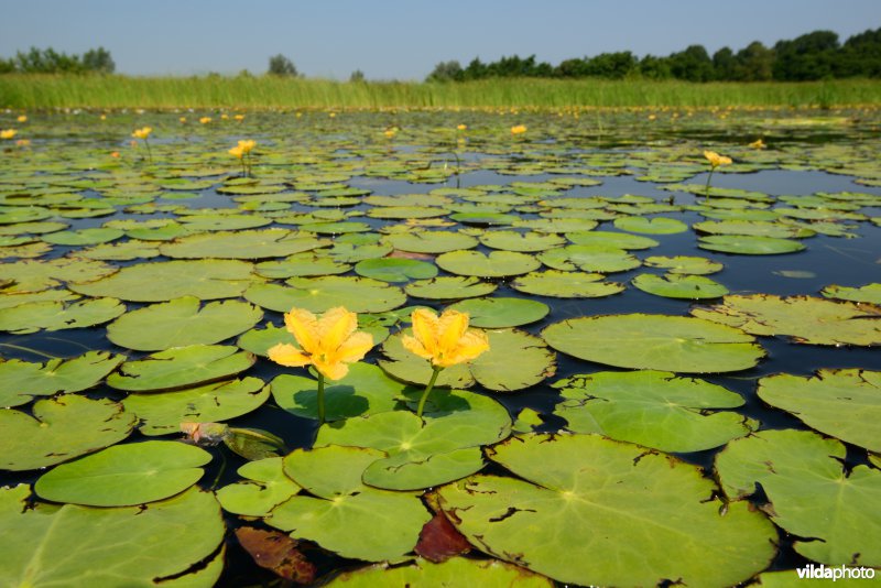 Bloeiende watergentiaan