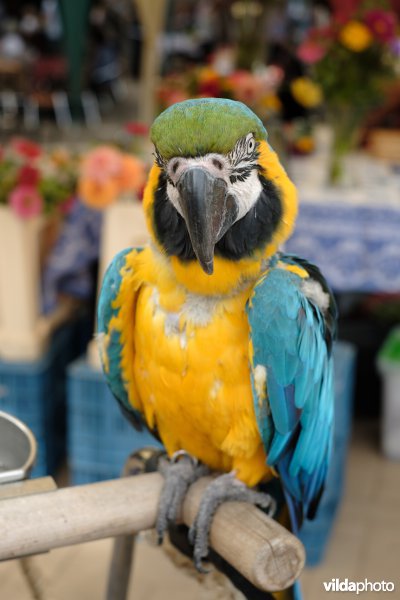 Blauwgele ara op een braderie