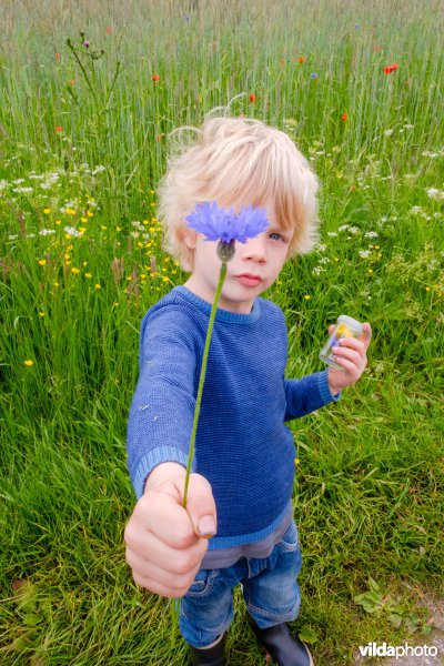 Jongen met korenbloem