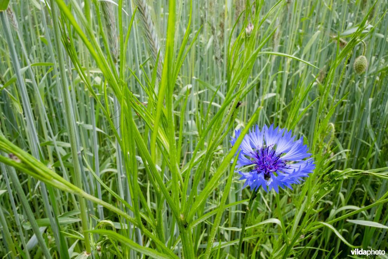 Korenbloem in gerstakker