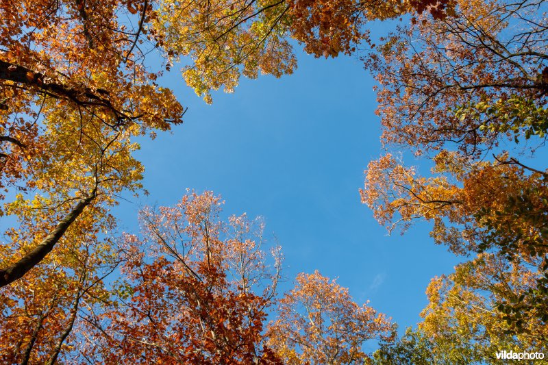 Herfstkleuren