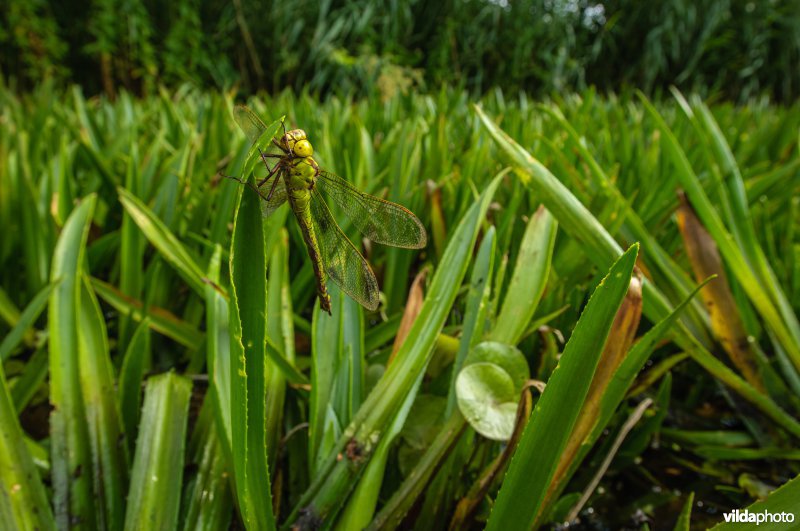 Portret van vrouwtje Groene Glazemaker tussen krabbenscheer