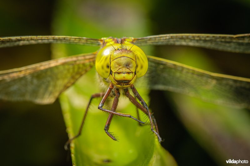 Portret van vrouwtje Groene Glazemaker tussen krabbenscheer
