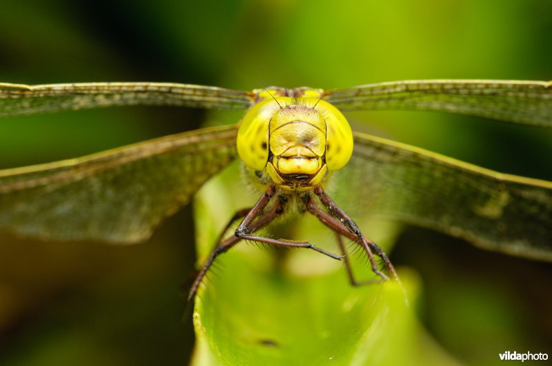 Portret van vrouwtje Groene Glazemaker tussen krabbenscheer