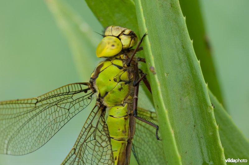 Portret van vrouwtje Groene Glazemaker tussen krabbenscheer