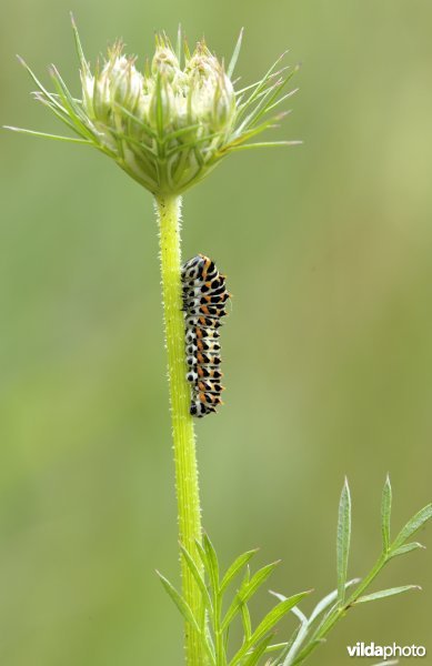 Rups van koninginnepage op Wilde peen