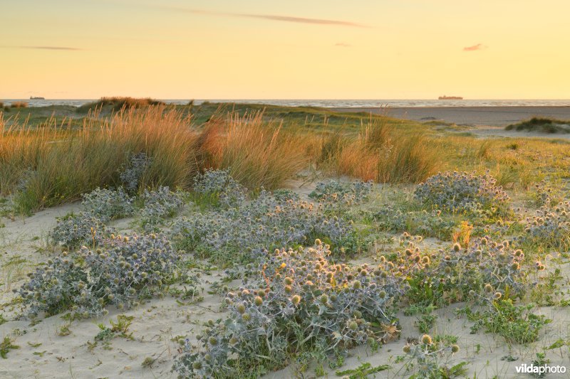 Natuurreservaat De Baai van Heist